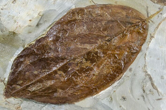 Fossil Dogwood Leaf (Cornus) - Montana #113247